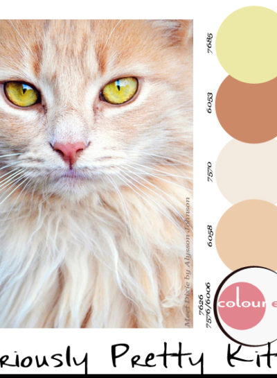 Paint Palettes {Seriously Pretty Kitty}