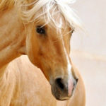golden brown palomino horse