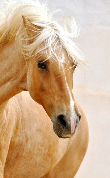 Horse Golden Palomino 1 Single Swap Card
