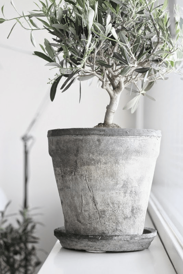olive tree in concrete pot
