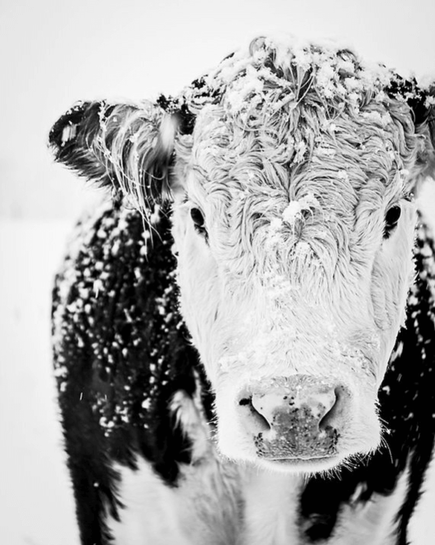 warmies black and white cow