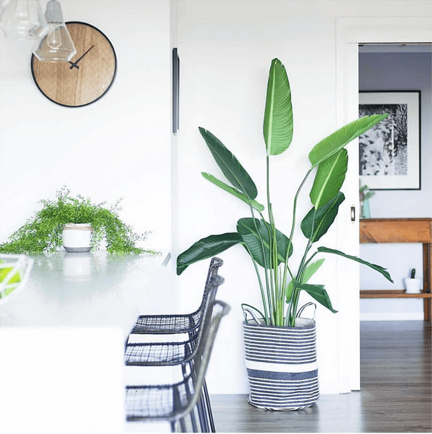 white interior with green tropical plant