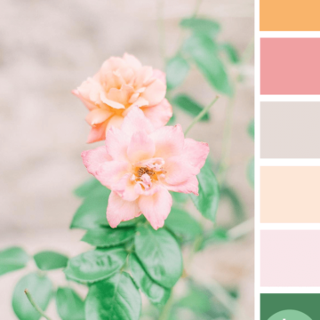 color palette, peach color, blush pink, lush green, light taupe, pale pink, soft orange, mint green, flower photography, flower images, beautiful flowers, peach flowers, pink flowers, green foliage