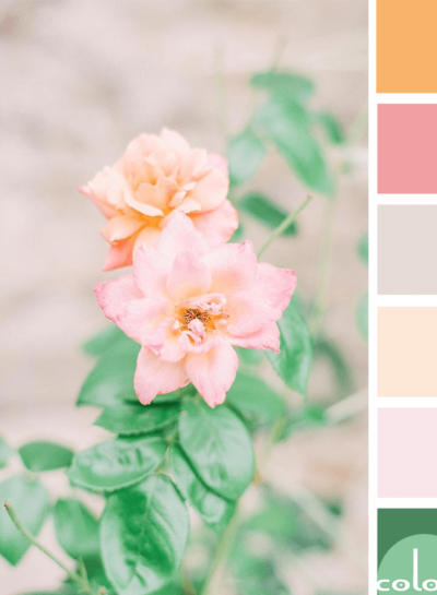 A Pretty Color Palette Inspired by Peach and Pink Flowers