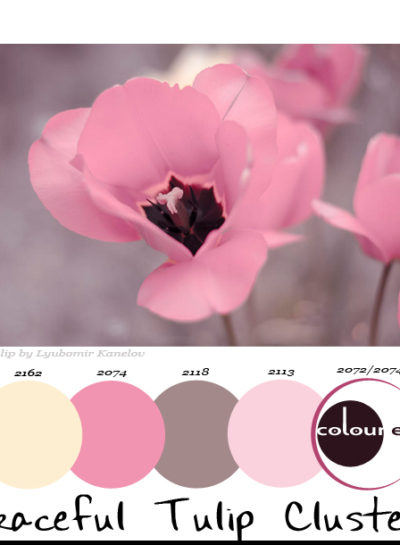 Paint Palettes {Graceful Tulip Clusters}