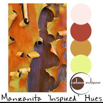 manzanita tree bark with color palette