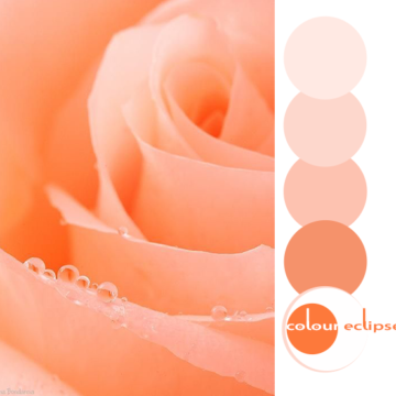 peach rose closeup with color palette