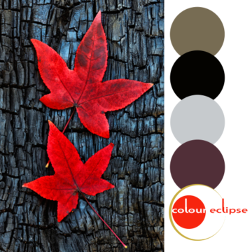 fiery red leaves against dark bark