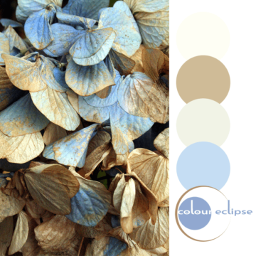 decaying flower petals with color palette