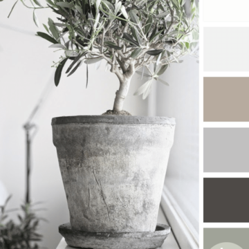 olive tree in concrete pot color palette