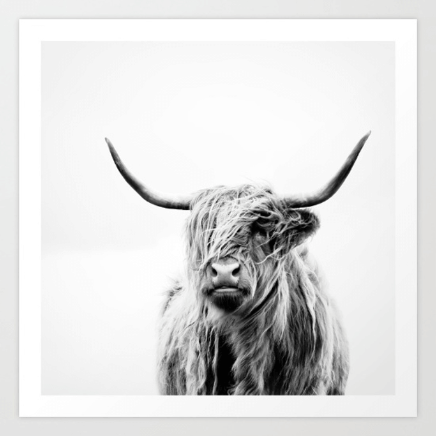 black and white photo of highland cow