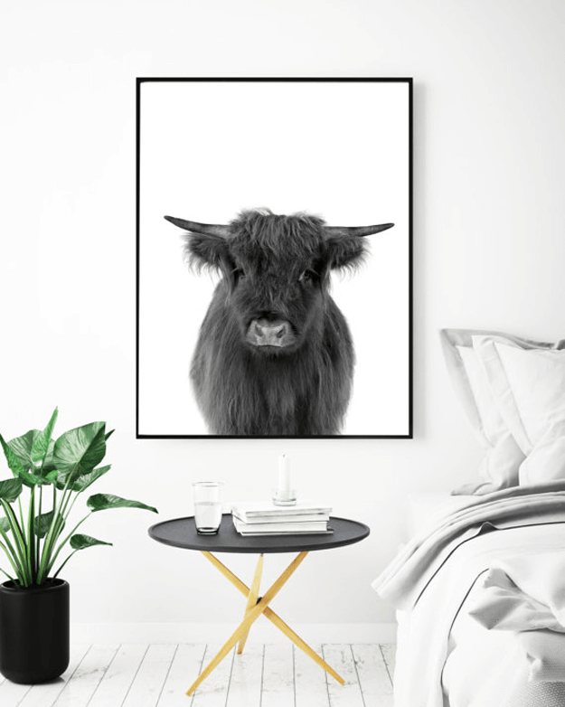 black and white highland cow photograph