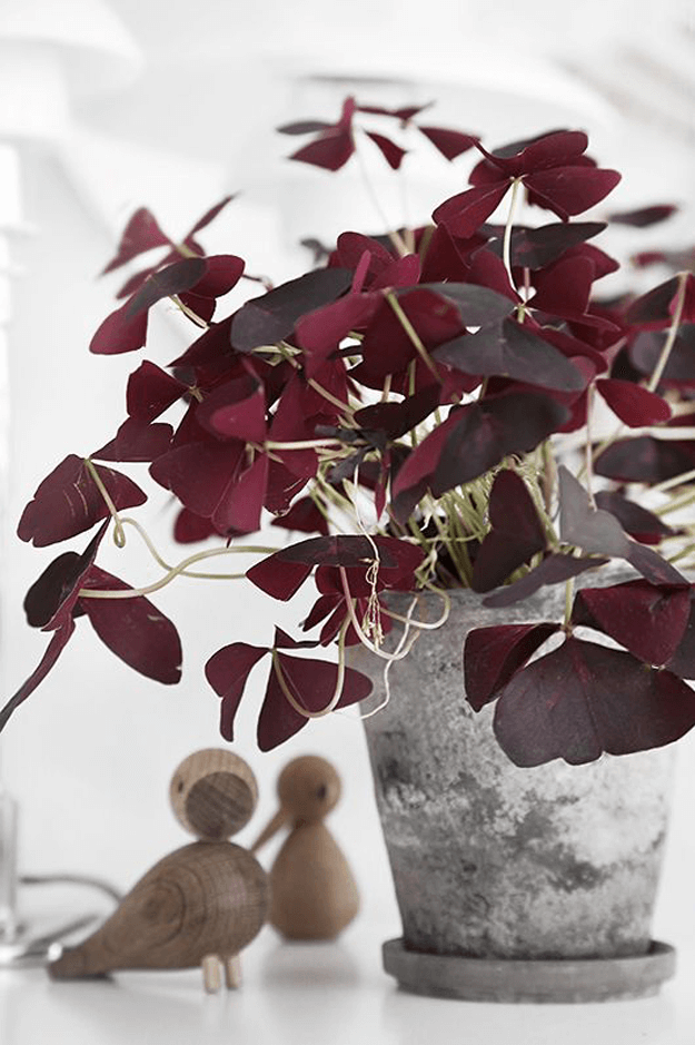 burgundy plant in galvanized metal pot