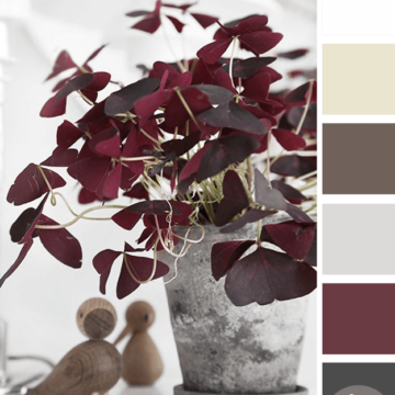 burgundy plant in concrete pot