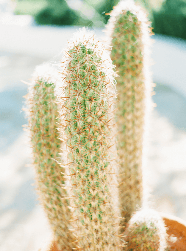 cactus closeup with green undertones