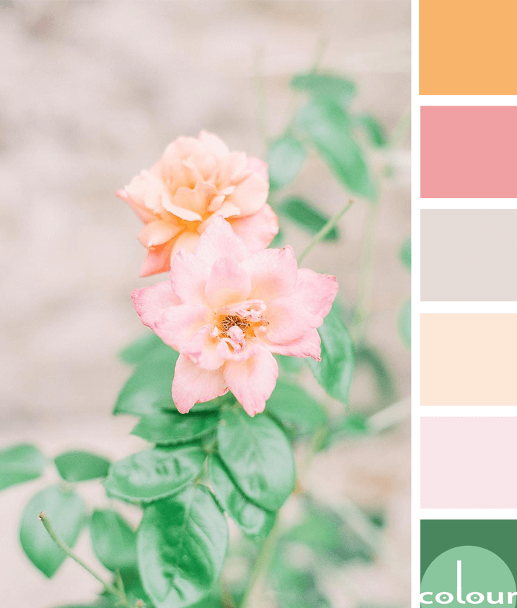 color palette, peach color, blush pink, lush green, light taupe, pale pink, soft orange, mint green, flower photography, flower images, beautiful flowers, peach flowers, pink flowers, green foliage